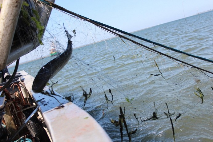 Harder, foto: Gees van Hemert